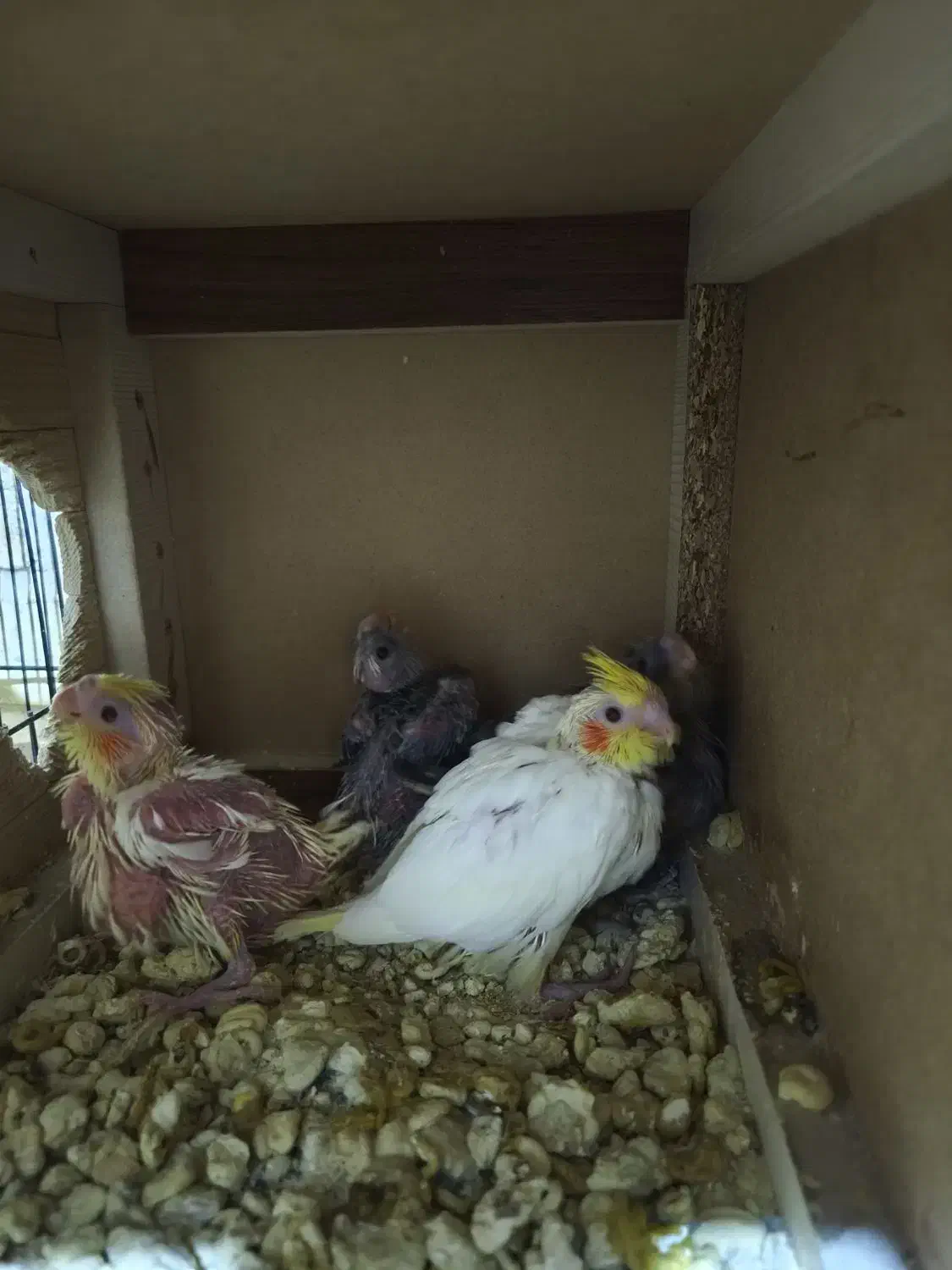 جفت عروس مولد|پرنده|بیرجند, |دیوار