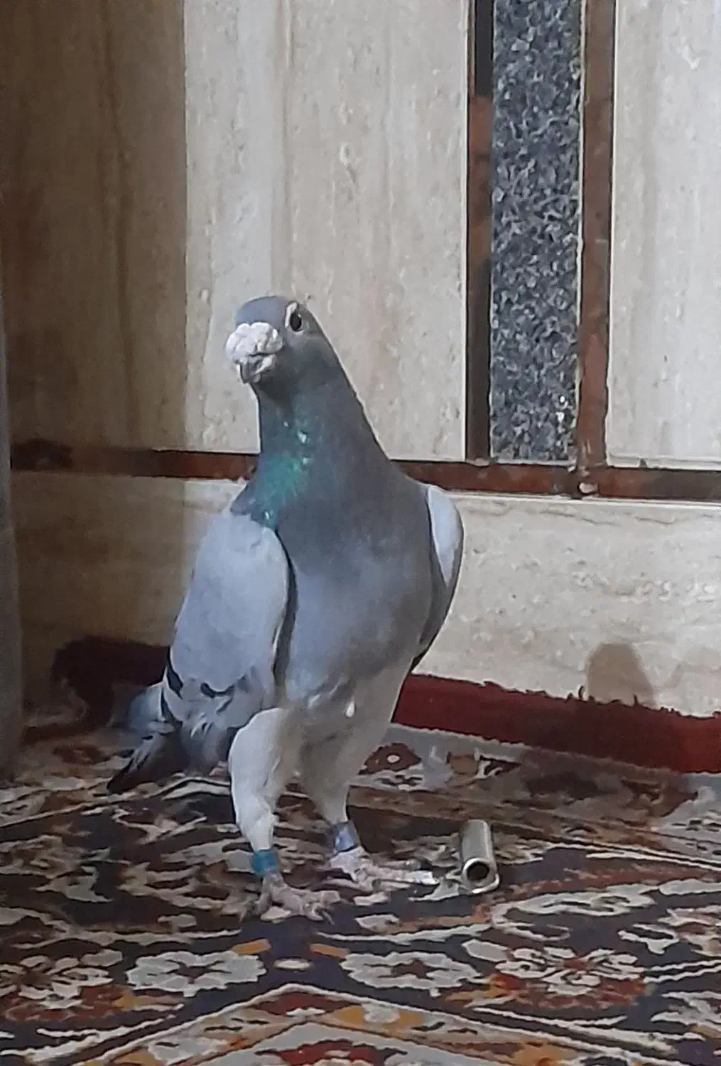 سبز پلاکی|پرنده|کارون, |دیوار