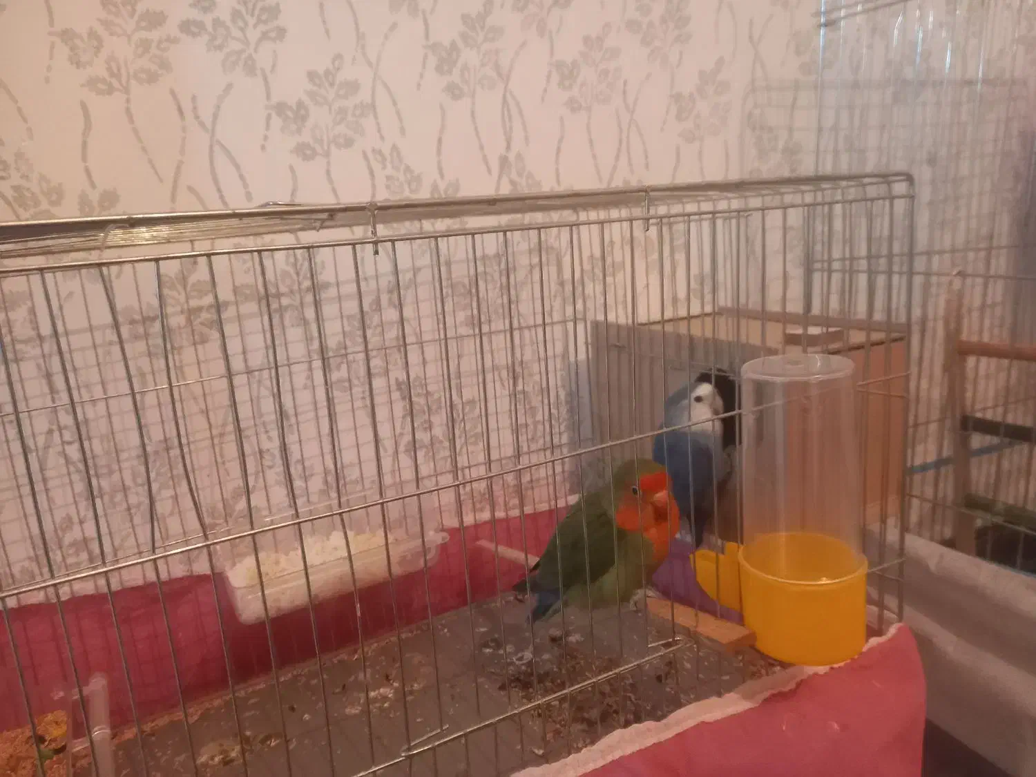 طوطی برزیلی|پرنده|کوهدشت, |دیوار