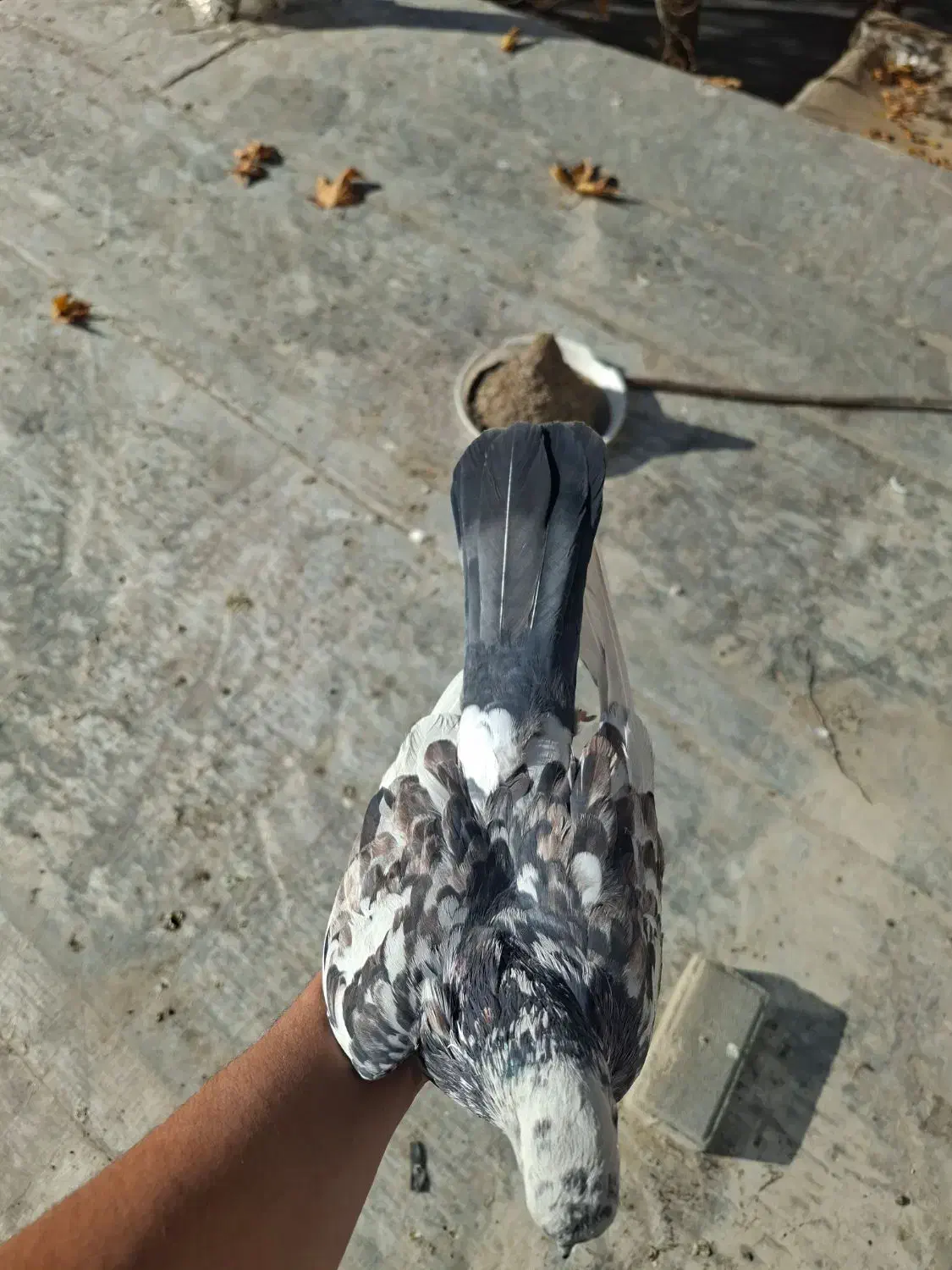 کبوتر شازده سرور نقش|پرنده|گلپایگان, |دیوار