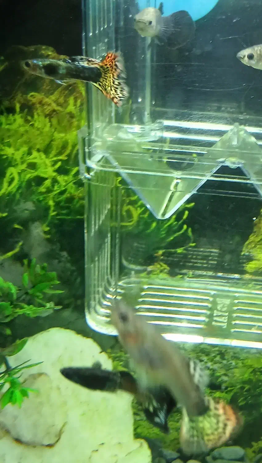 ماهی گوپی|ماهی|ملایر, |دیوار