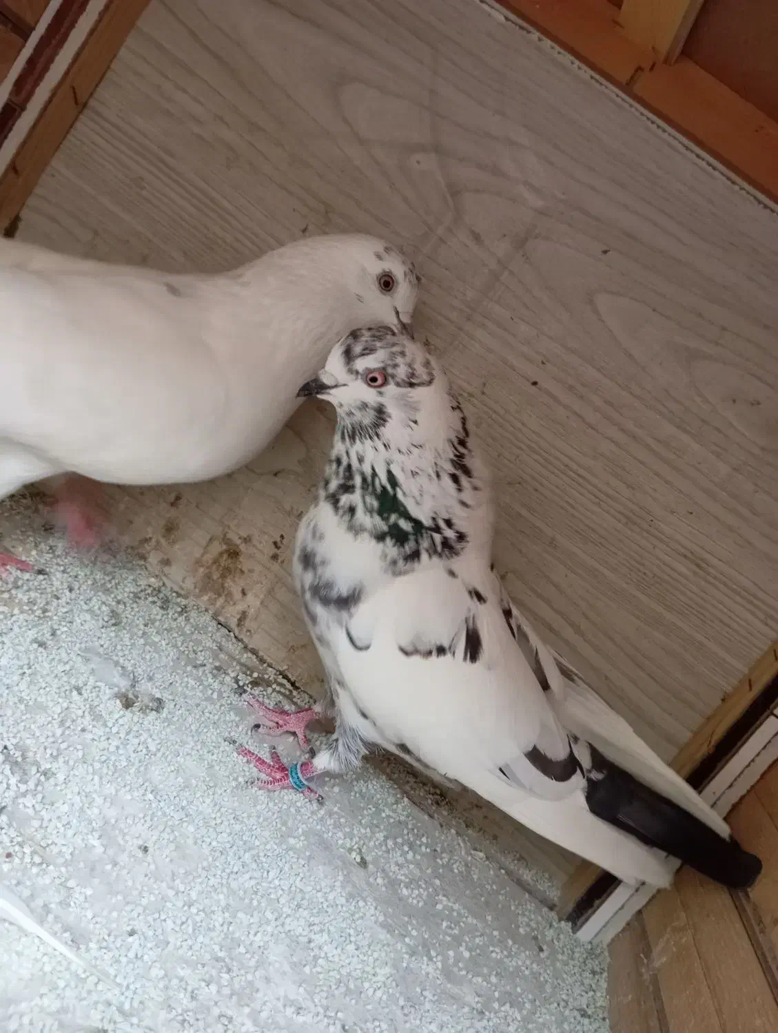 جفت کبوتر پرشی|پرنده|رشت, قاسمیه|دیوار