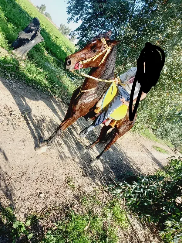 اسب|اسب و تجهیزات اسب‌سواری|شوش, |دیوار