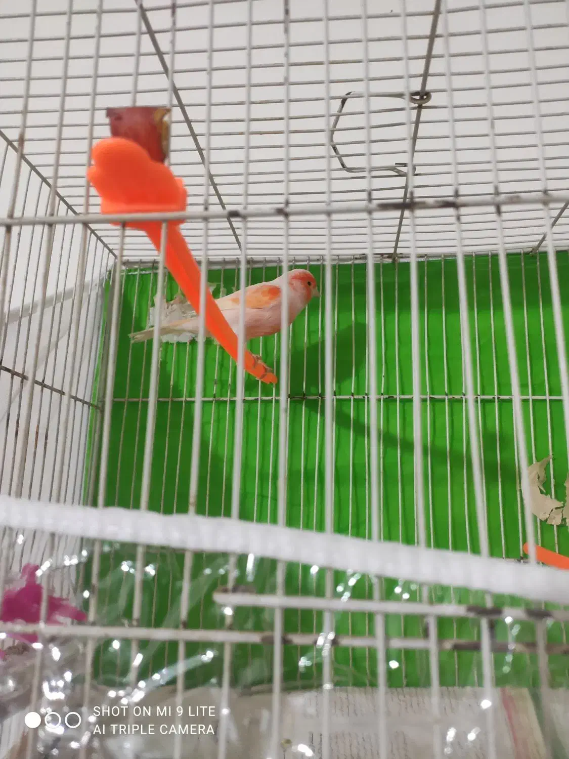 قنار ماتیکی مست خون|پرنده|مشهد, کوی ولیعصر|دیوار