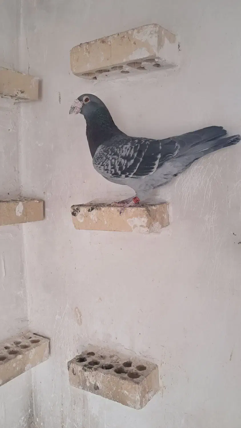 چین|پرنده|خرمشهر, |دیوار