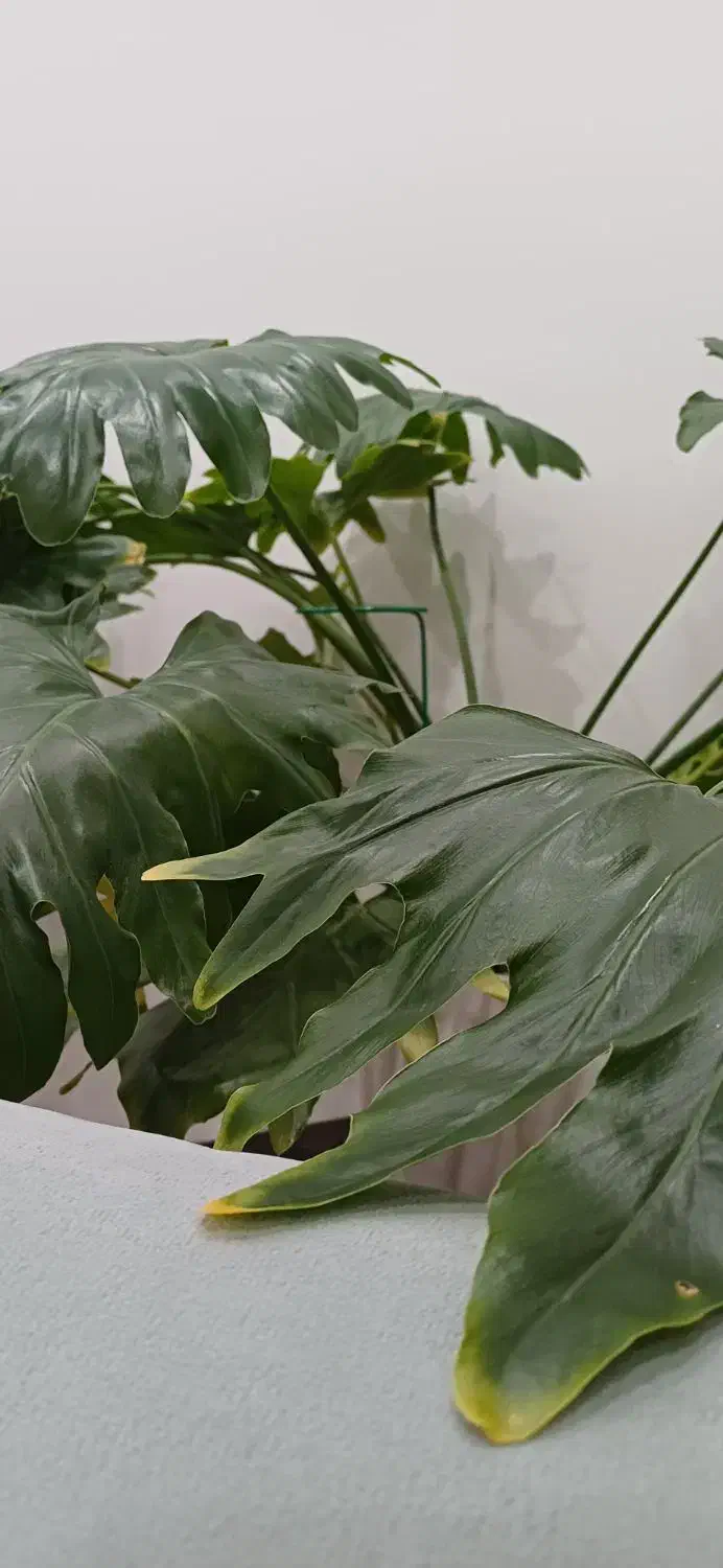 گل طبیعی|گل و گیاه طبیعی|تهران, شهرک چیتگر|دیوار