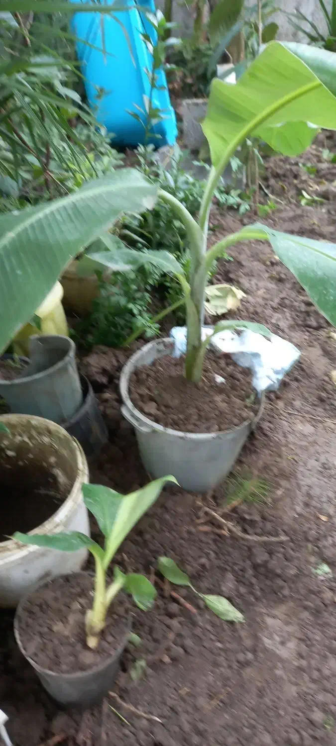 گل وگیاه|گل و گیاه طبیعی|رودسر, |دیوار