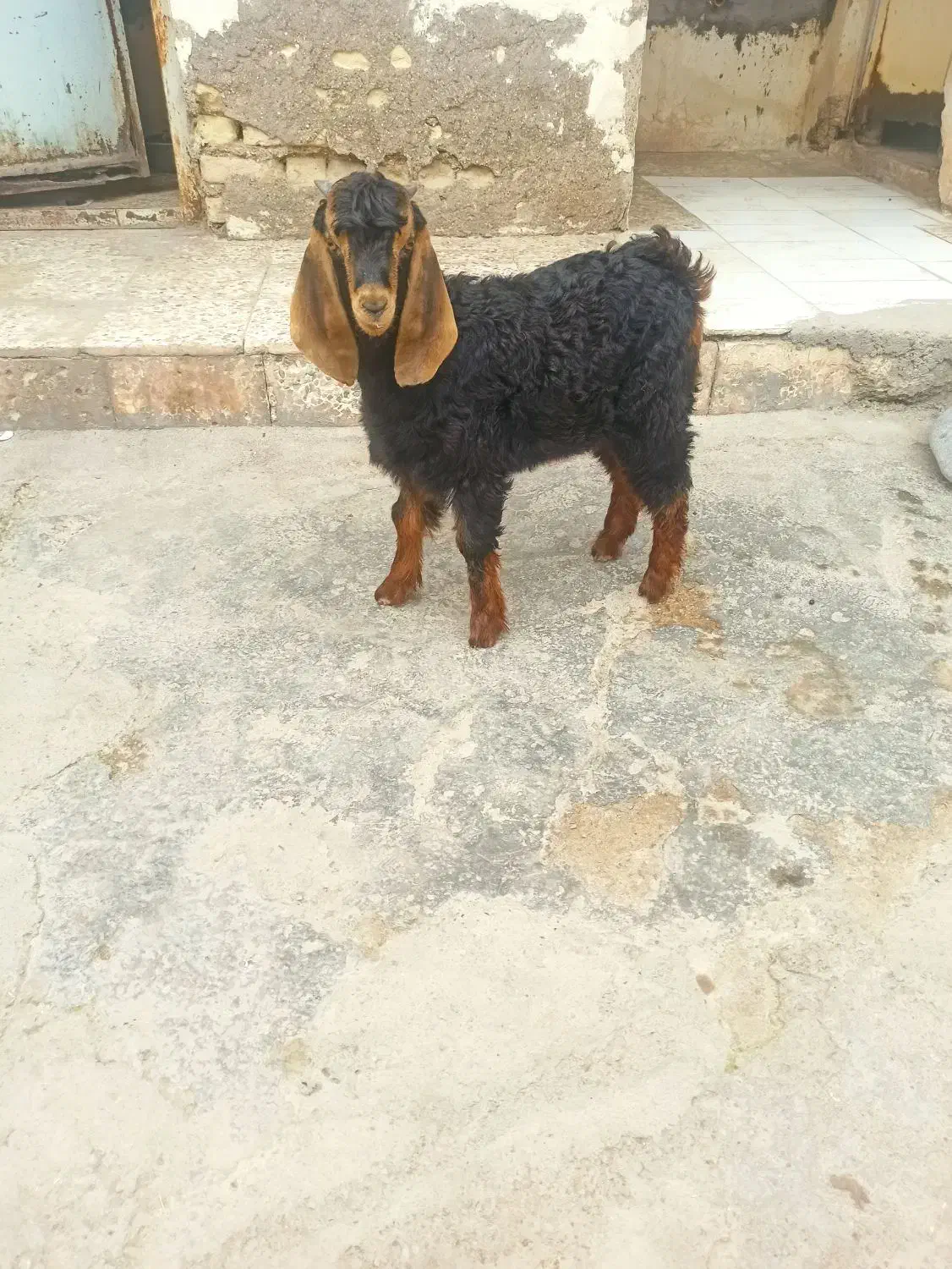 بزغاله نر|حیوانات مزرعه|دزفول, |دیوار