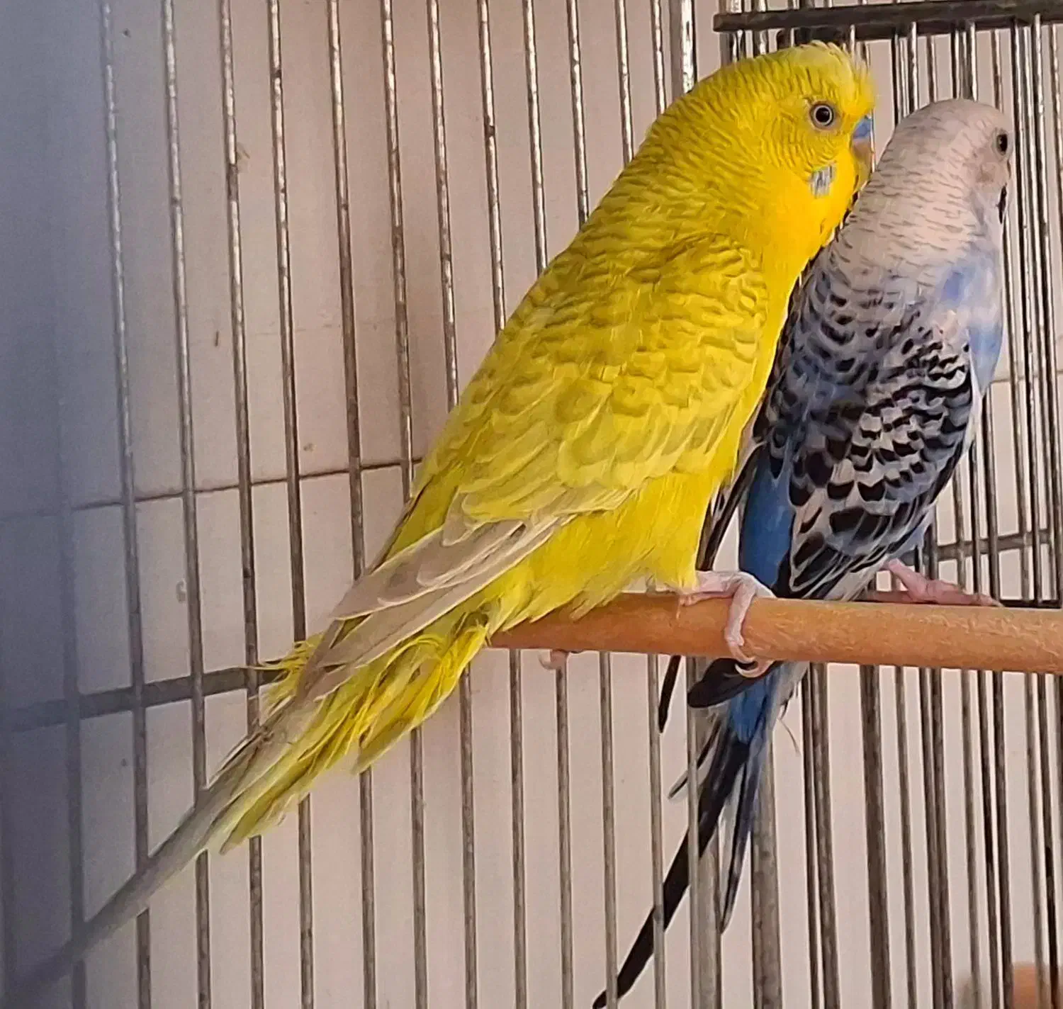 مرغ عشق مولد با جوجه های تازه دونخور و تخم و لانه|پرنده|شاهین‌شهر, مسکن مهر|دیوار