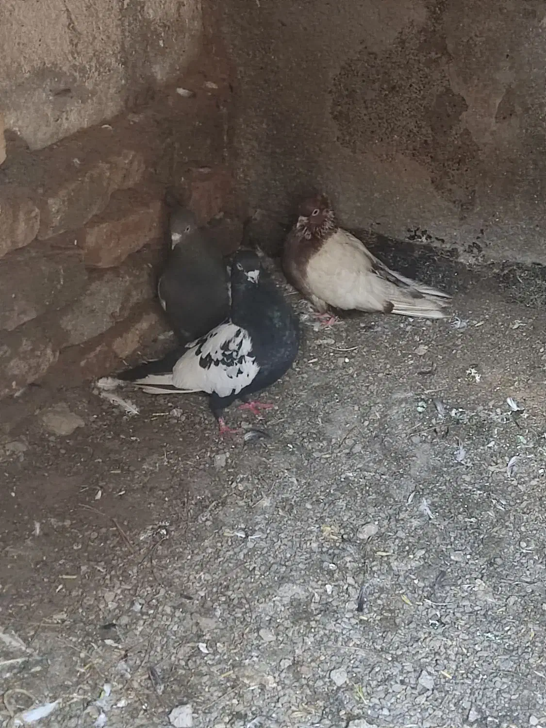 کفتر|حیوانات|تربت جام, شهرک معلم|دیوار