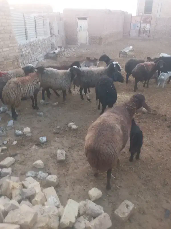 گوسفند زنده‌ ۱۱راس|حیوانات مزرعه|بشاریات, |دیوار