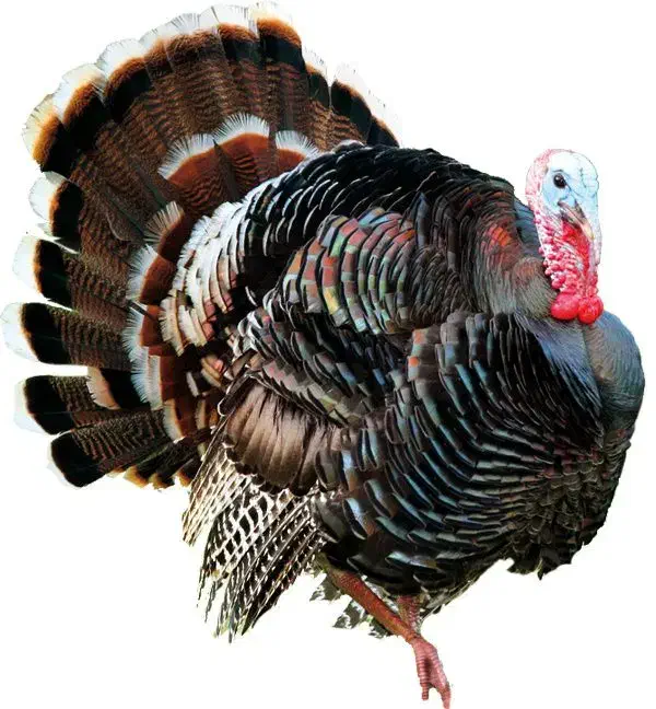 تخم نطفه دار بوقلمون برنز وارگانیک فروش و قرارداد|حیوانات مزرعه|فیروزه, |دیوار