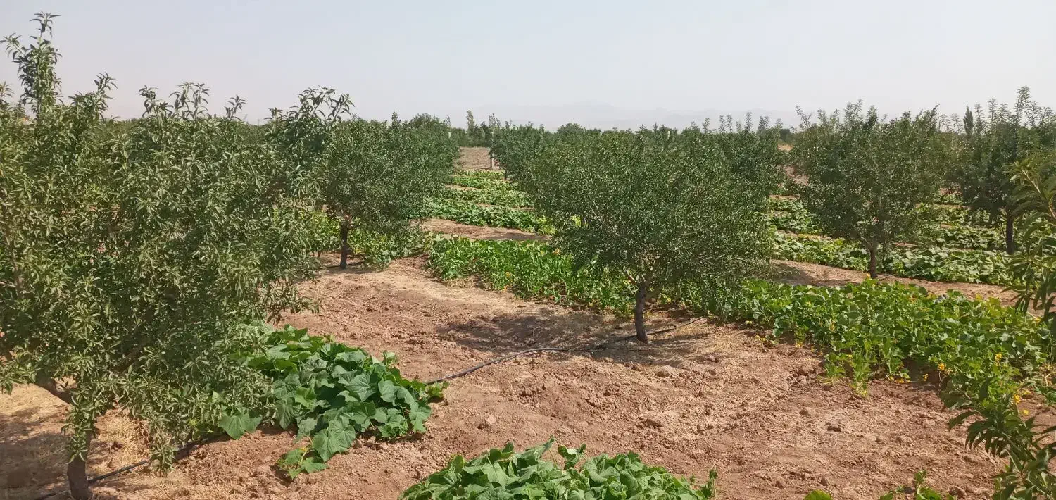 فروش باغ ویلا|فروش خانه و ویلا|ضیاء آباد, |دیوار