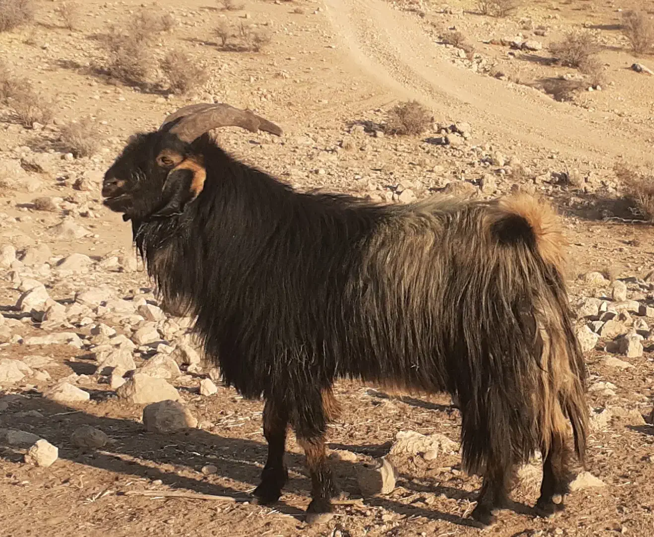 فروش یک راس دوبر درجه یک|حیوانات مزرعه|خفر, |دیوار