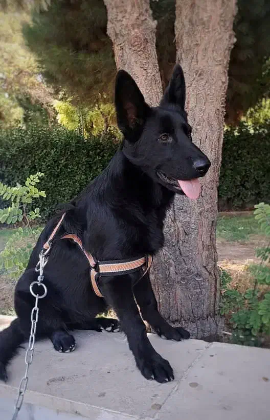 ژرمن بلک اصیل|سگ|وحیدیه, |دیوار