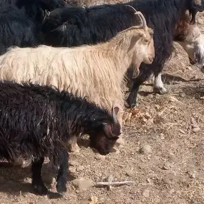 بز وکهره|حیوانات مزرعه|سمیرم, |دیوار