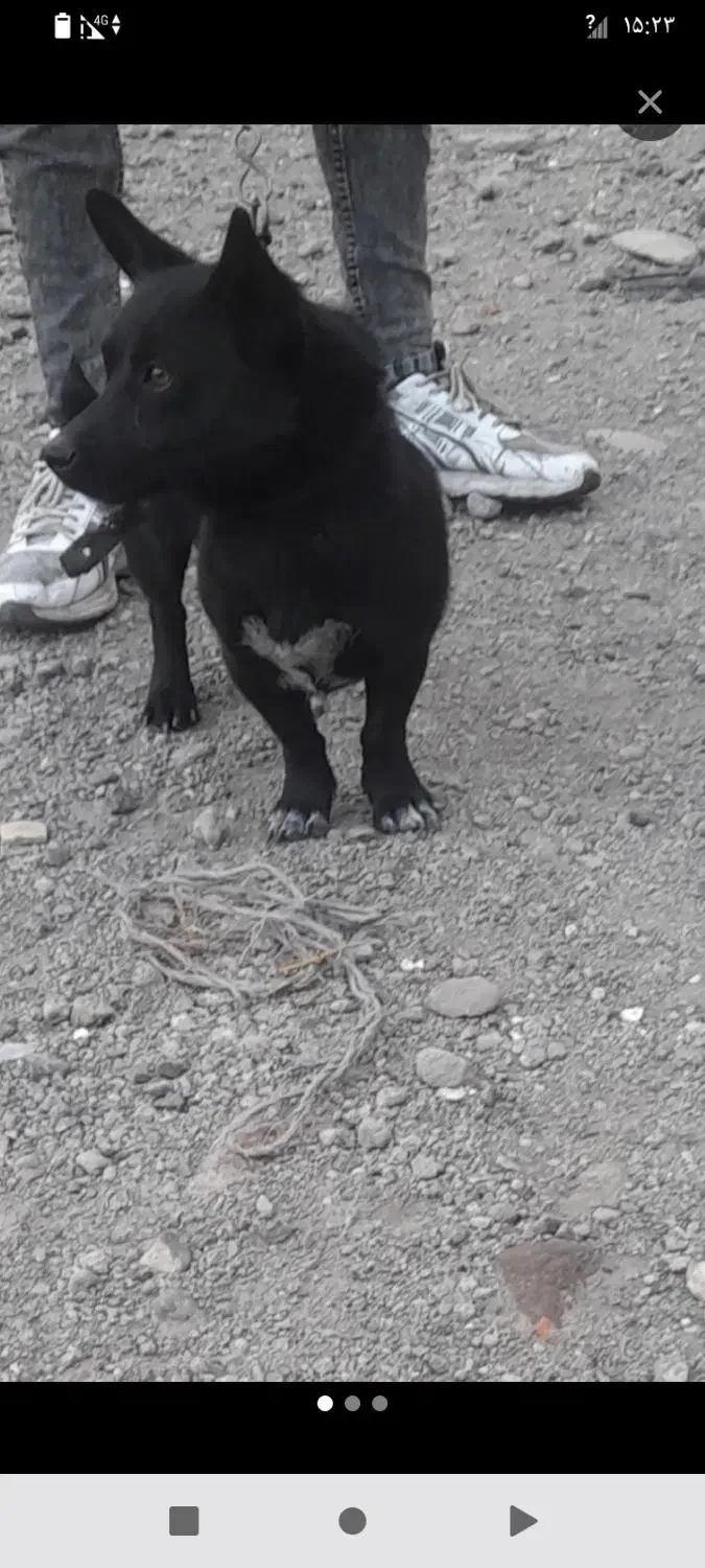 پاکوتاه فیندو نر|سگ|میاندوآب, |دیوار