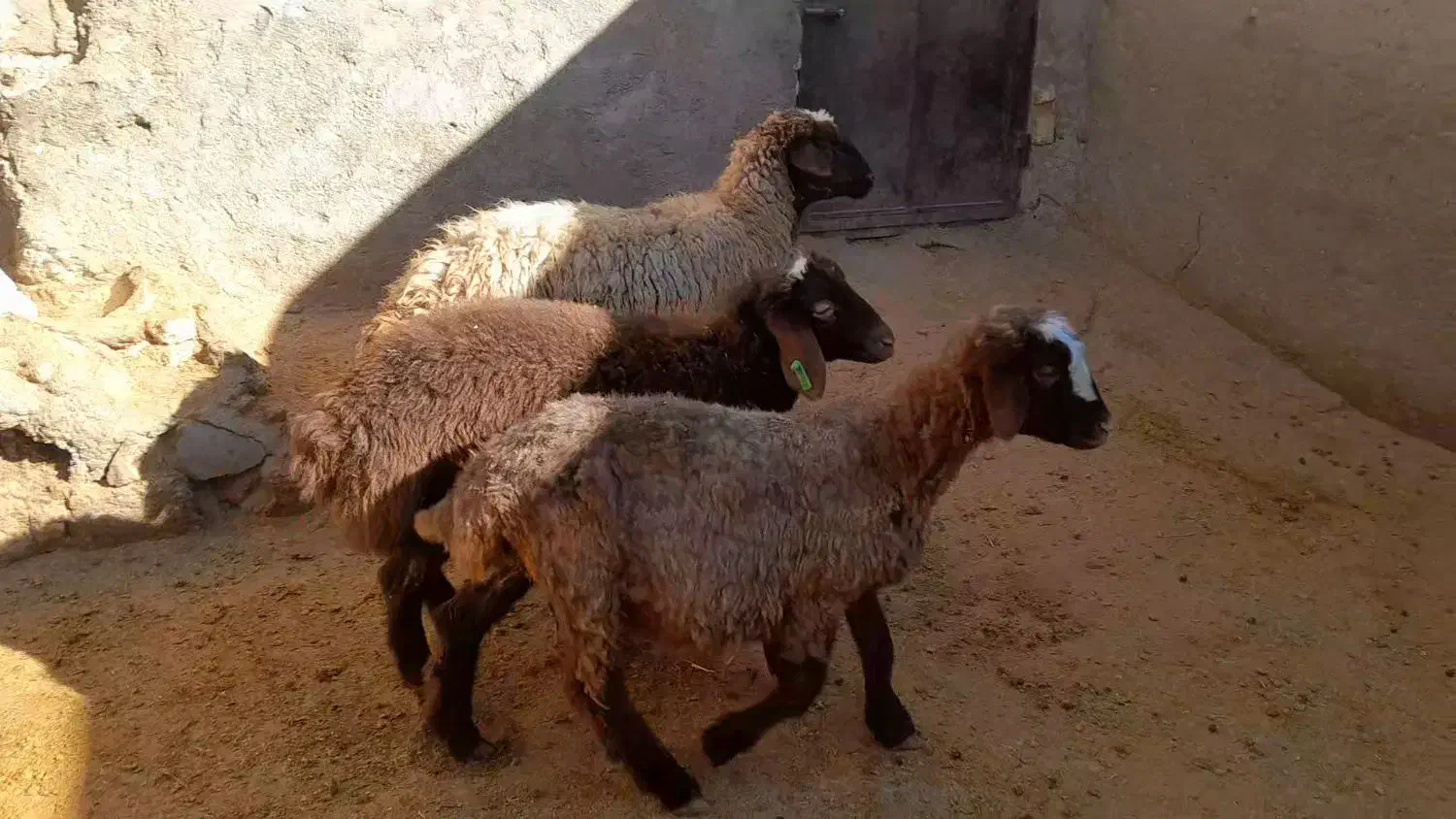 شیشک هترو با دوتا بره|حیوانات مزرعه|هرسین, |دیوار