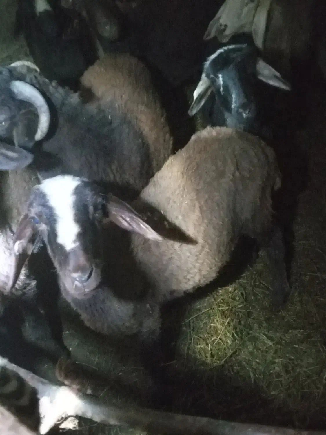 بره افشاری ماده|حیوانات مزرعه|دلند, |دیوار