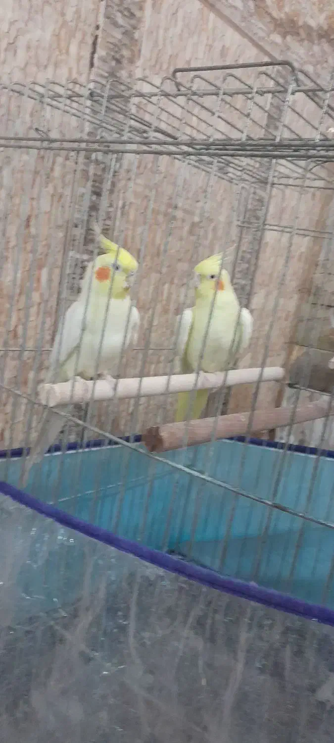 عروس هندی مولد|پرنده|بند زرک, |دیوار