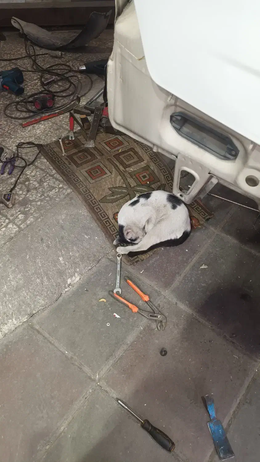 گمشده|گربه|قدس, شهرقدس|دیوار