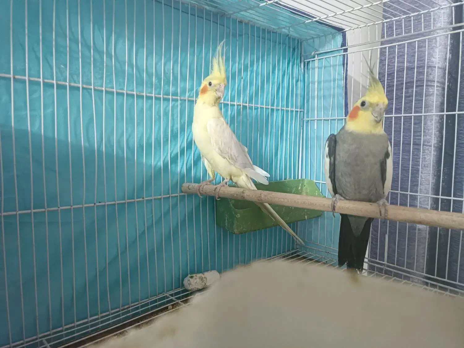 عروس هلندی نر و ماده|پرنده|مینودشت, |دیوار