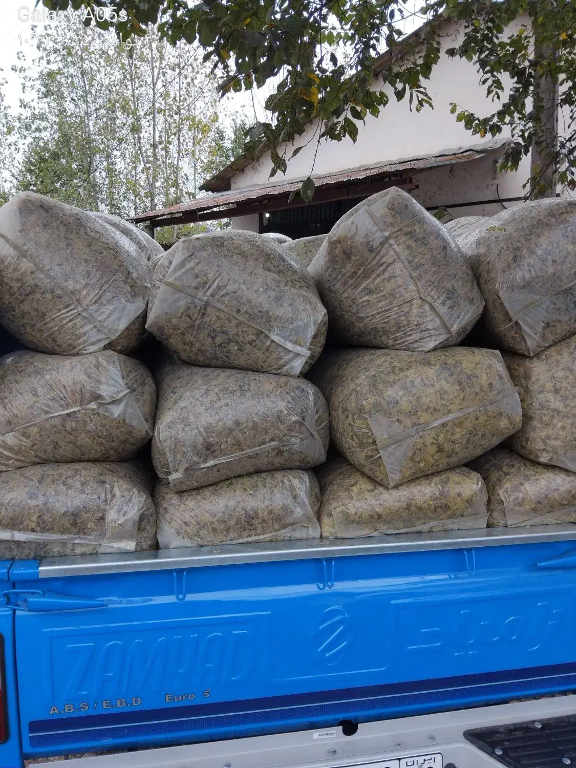 ذرت علوفه ای|لوازم جانبی حیوانات|فومن, |دیوار