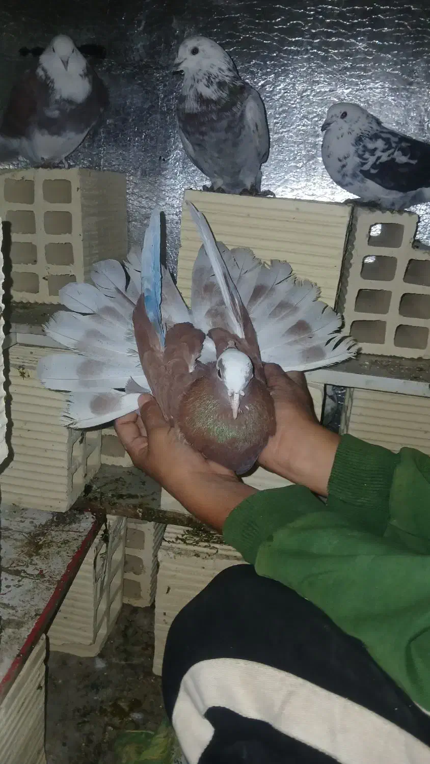 یک دونه کبوتر گرگی|پرنده|کوهدشت, |دیوار