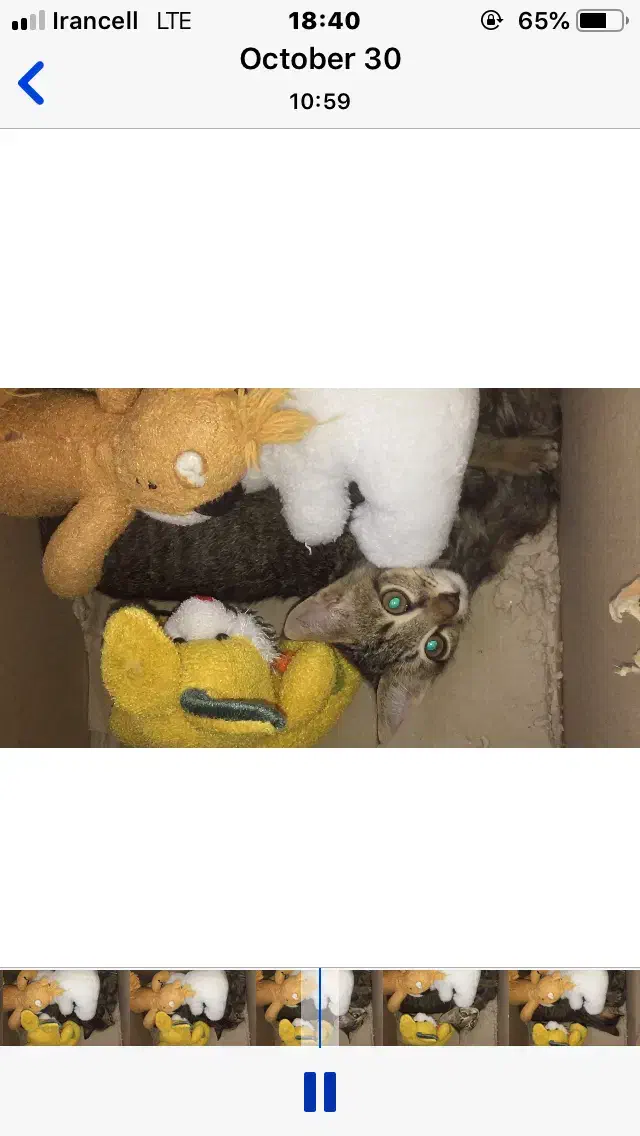 واگذاری بچه گربه رایگان|گربه|قائمشهر, |دیوار