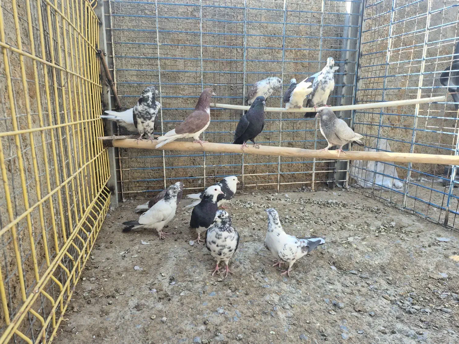 کفتر یا کبوتر|پرنده|معصومیه, |دیوار