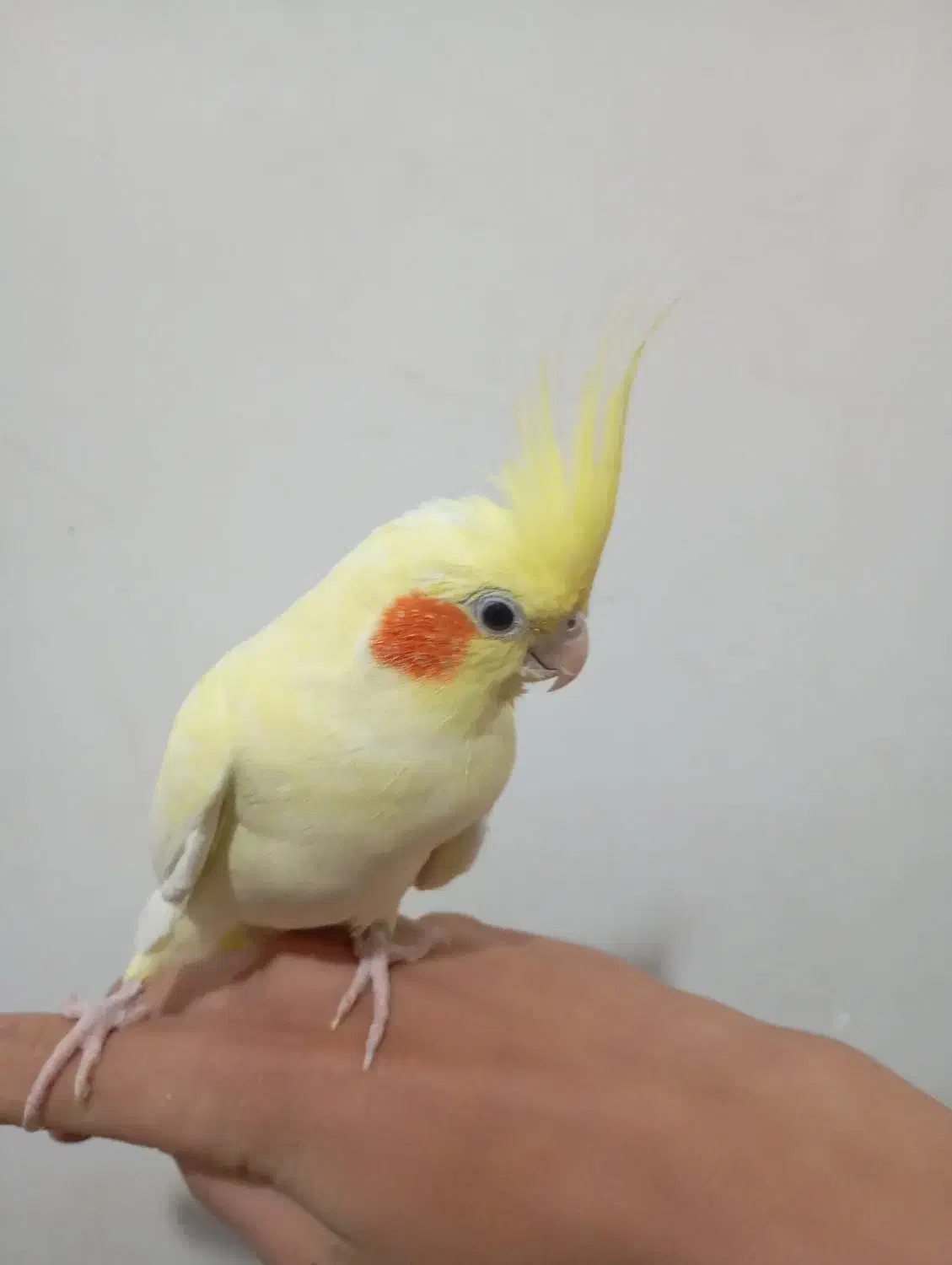 یه جفت عروس هلندی وبا دوتا جوجه وسایل کامل|پرنده|اهر, |دیوار