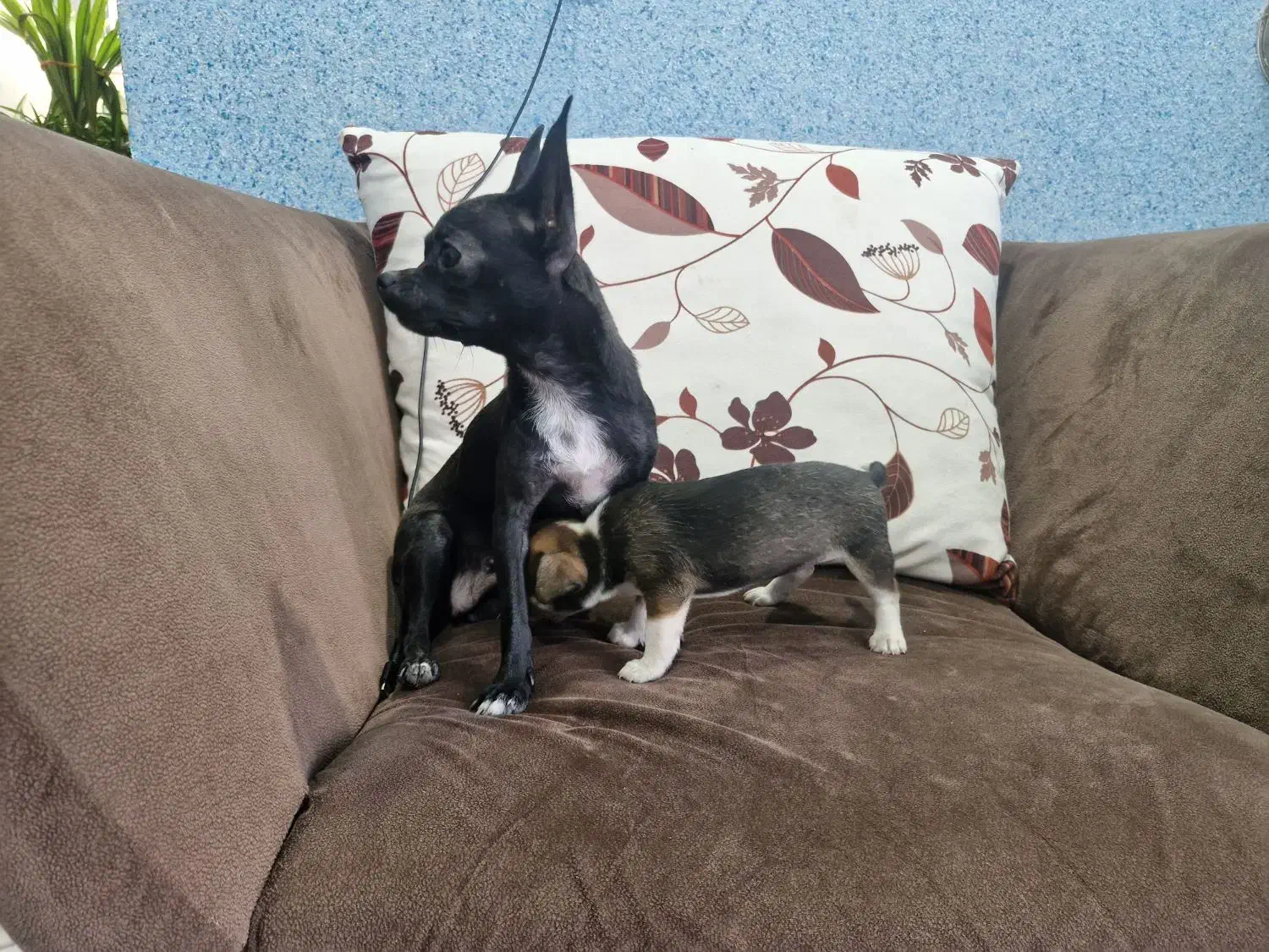 سگ شیواوا (شیهوا هوا)|سگ|رفسنجان, |دیوار