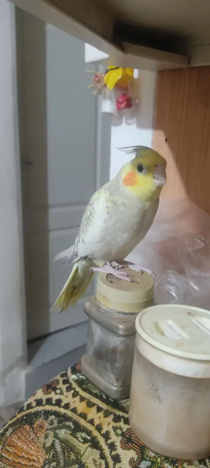 عروس هلندی نر فروش فوری پول لازم|پرنده|محمدیه-قزوین, |دیوار