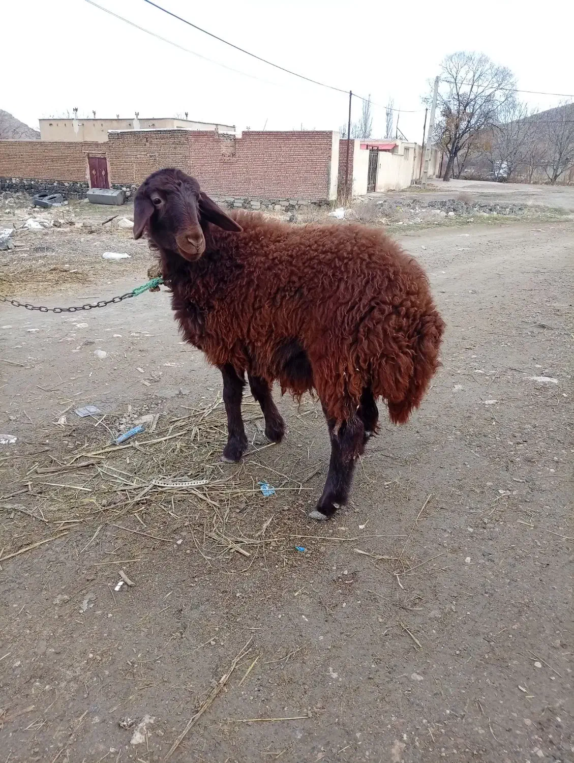 توخلو ماده|حیوانات مزرعه|ماکو, |دیوار