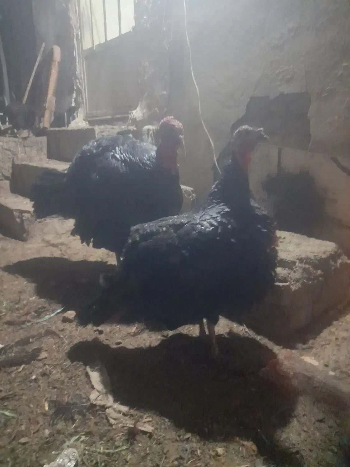 بوقلمون نروماده|حیوانات مزرعه|ملایر, |دیوار