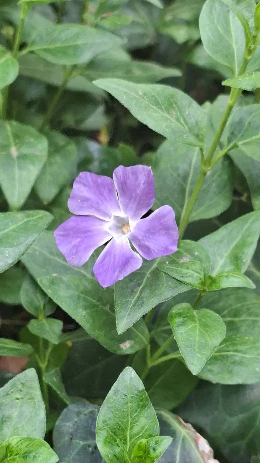 استاد آلومینیوم کار|خدمات پیشه و مهارت|برخوار, |دیوار