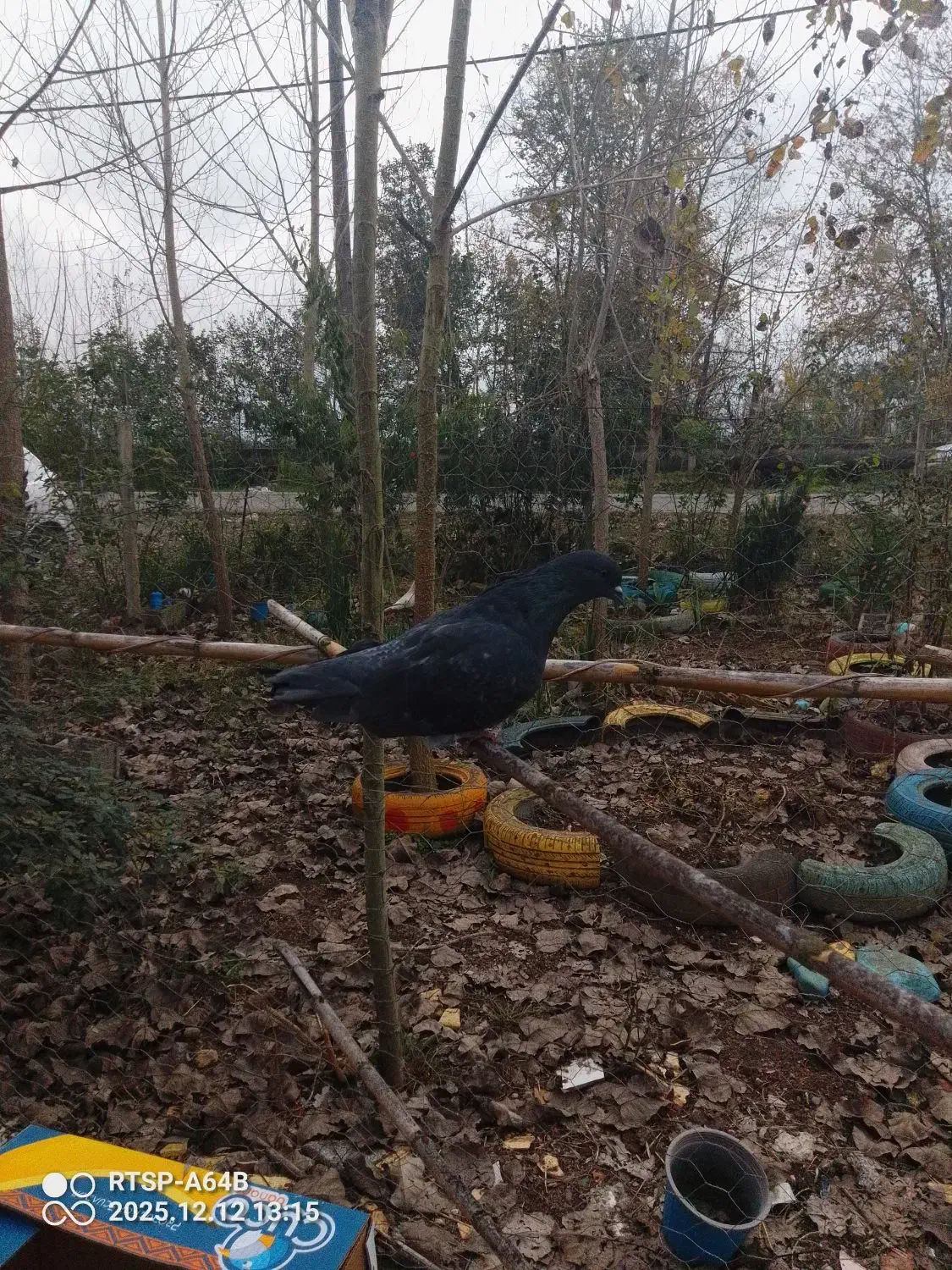 کبوتر|پرنده|شفت, |دیوار