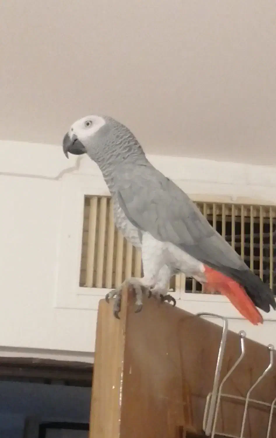 کاسکوی گمشده، که مثل بچه مونه|حیوانات|نیشابور, شهرک ولیعصر|دیوار