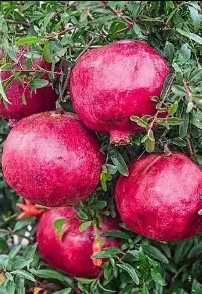 انار دونه سیاه|حراج|بردسیر, |دیوار