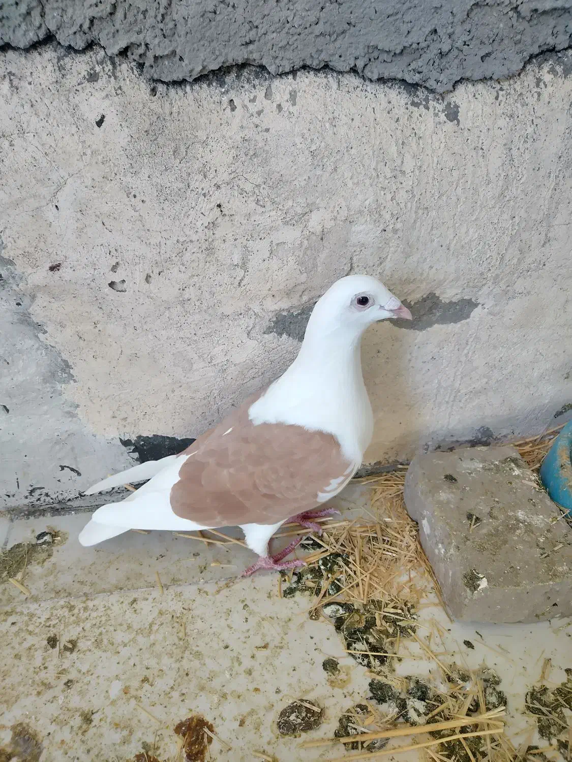 کبوتر پلاکی گرددار|حیوانات|خرم‌آباد, |دیوار