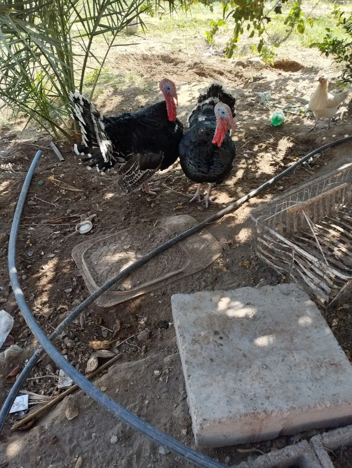 بوقلومون|حیوانات مزرعه|گنبکی, |دیوار