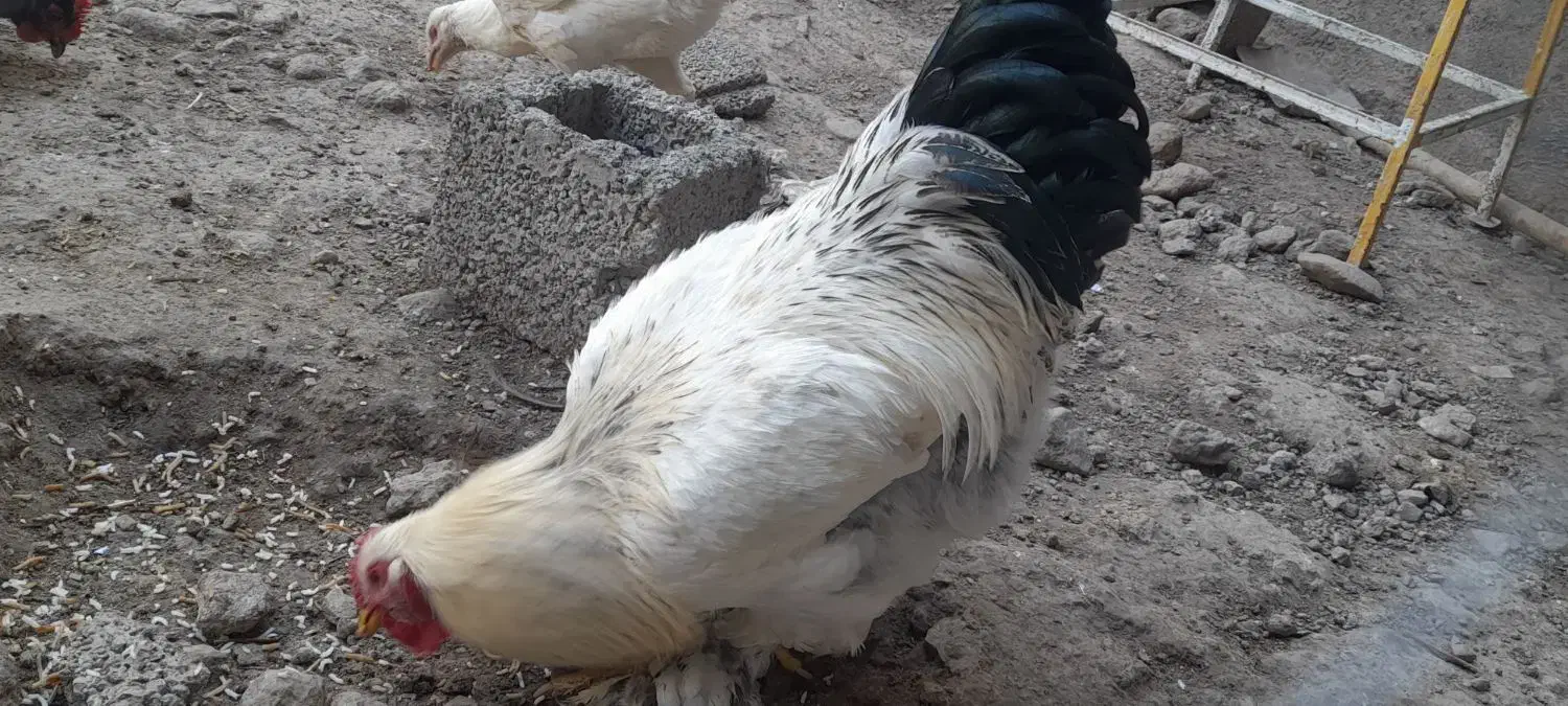 خروس برهما|حیوانات مزرعه|مشگین شهر, |دیوار