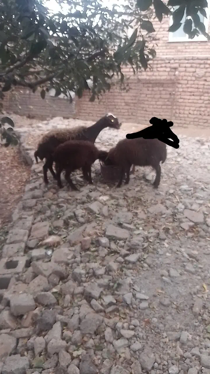 بره ماده و گوسفند آبستن|حیوانات مزرعه|اردبیل, |دیوار