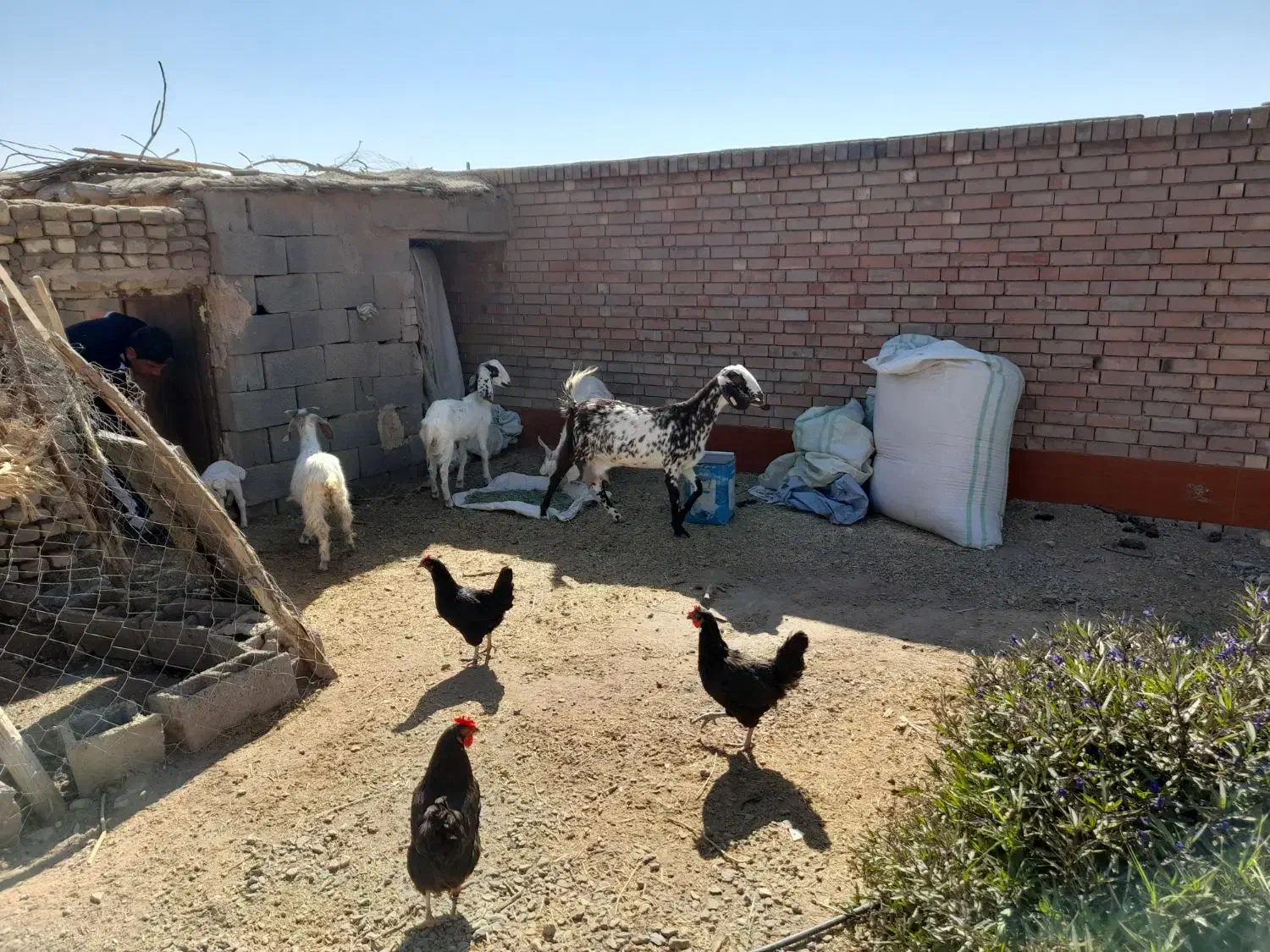 ۵عددگوسفند|حیوانات مزرعه|رفسنجان, |دیوار