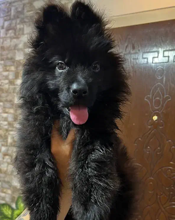 توله های ژرمن اصیل با کیفیت|سگ|رشت, حومه رشت|دیوار