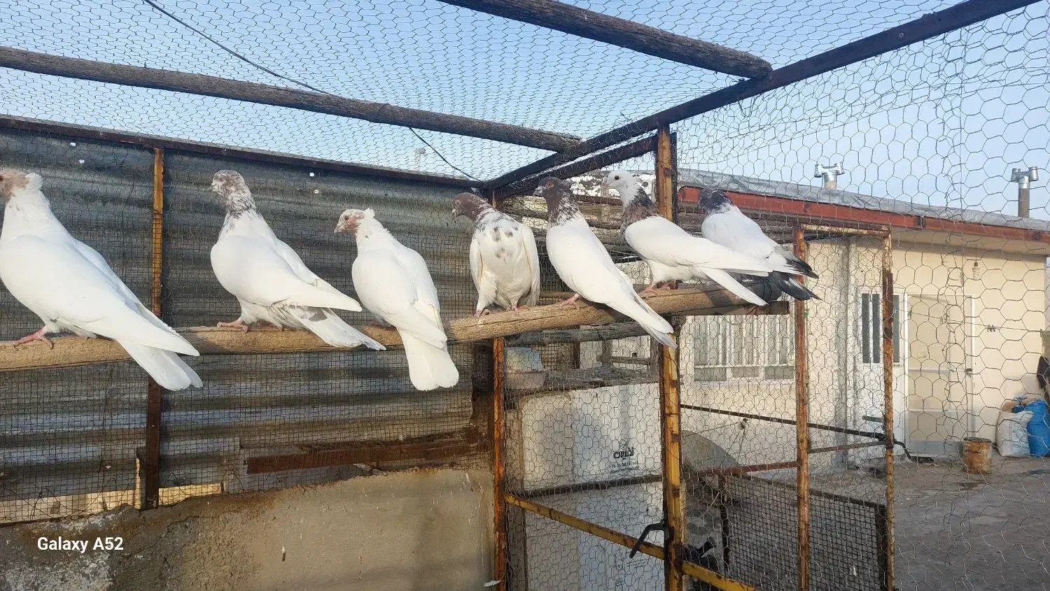 کبوتر کله ایی|پرنده|درگزین, |دیوار