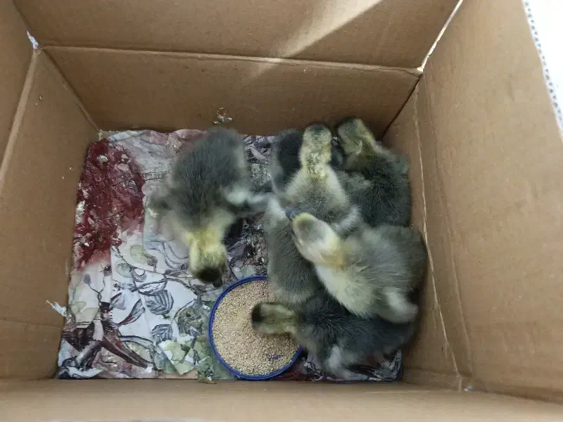 6عدد جوجه غاز|حیوانات مزرعه|قائم‌شهر, |دیوار