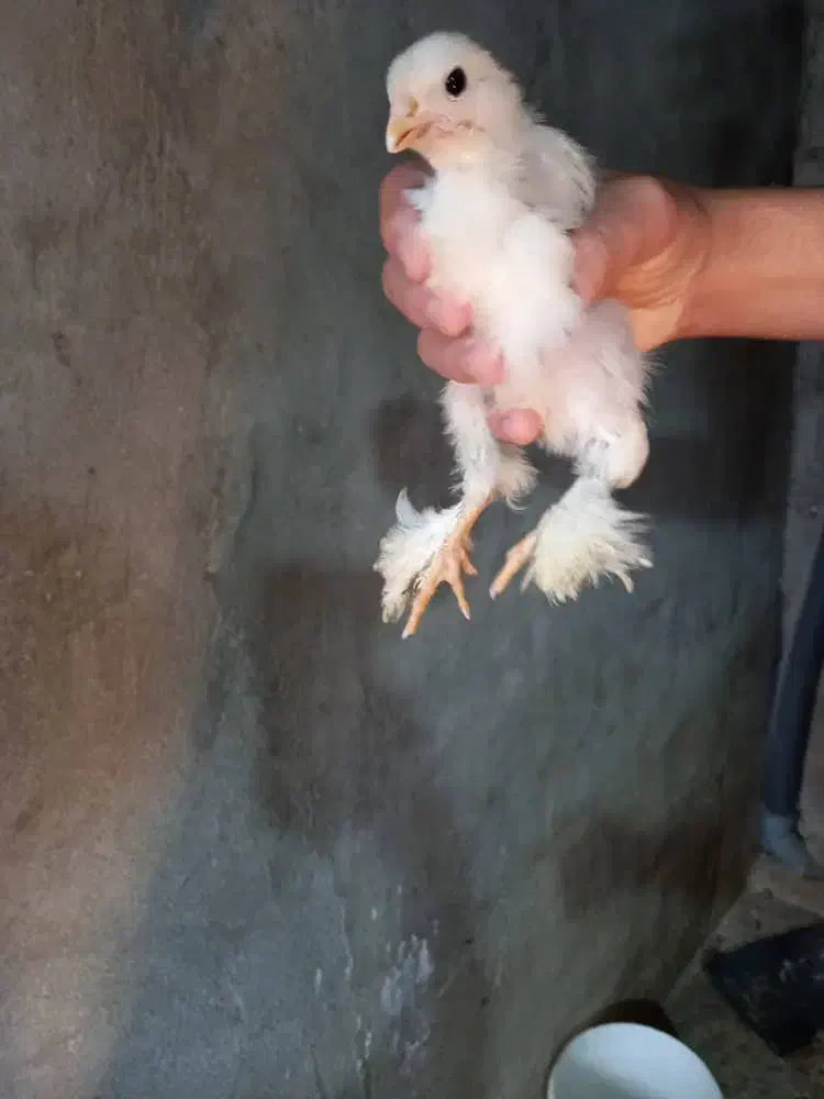 جوجه ی برهما 250|حیوانات مزرعه|امامزاده عبدالله, |دیوار