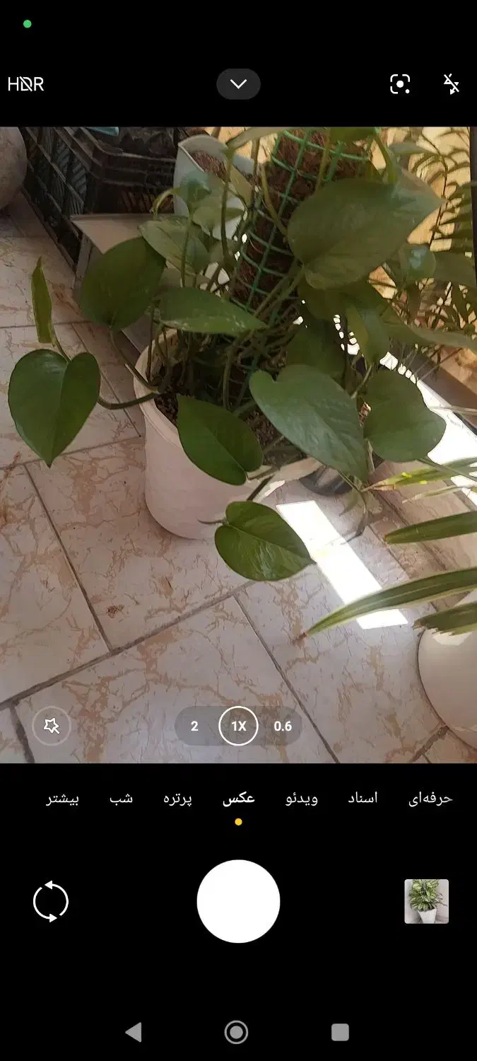 گل های شاداب|گل و گیاه طبیعی|بندرعباس, |دیوار