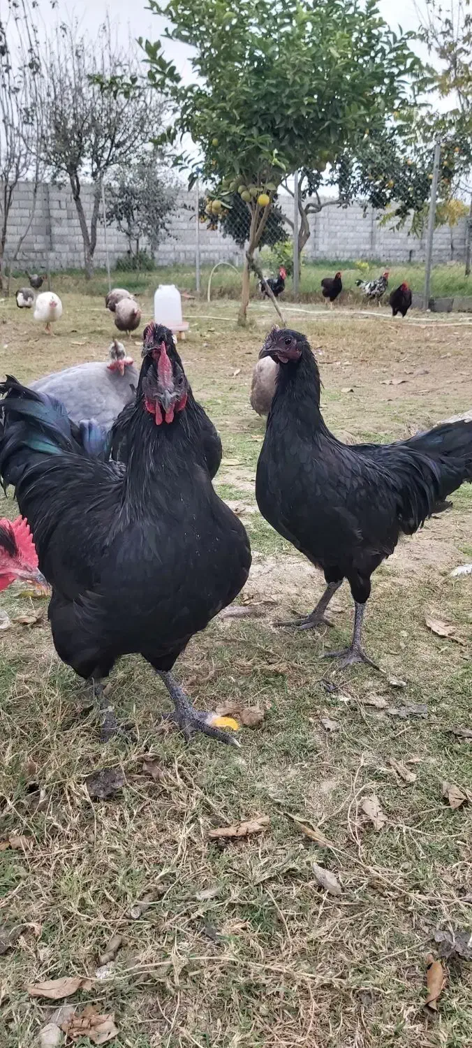 خروس نژاد استرالوپ آلمانی|حیوانات مزرعه|سرخه حصار, |دیوار